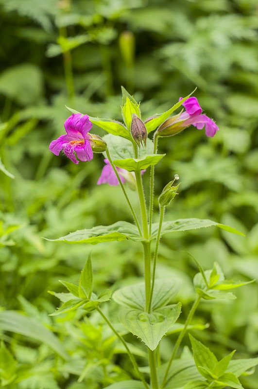 Pink Monkey-flower