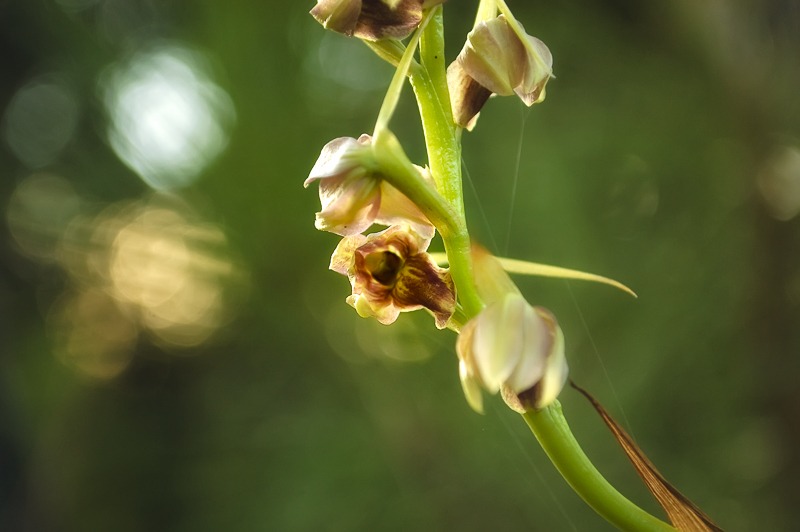 Cymbidieae - Click to Enlarge Pott's Giant Orchid (Pteroglossaspis pottsii)