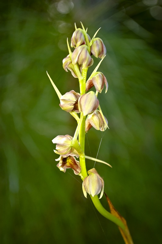 Cymbidieae - Click to Enlarge Pott's Giant Orchid (Pteroglossaspis pottsii)