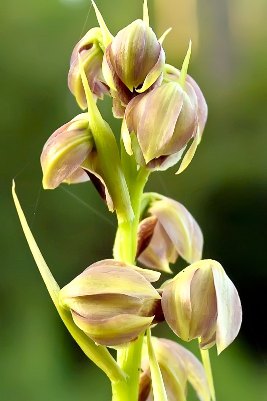 Cymbidieae - Click to Enlarge Pott's Giant Orchid (Pteroglossaspis pottsii)