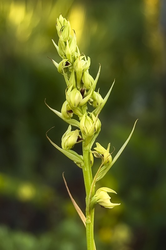 Cymbidieae - Click to Enlarge Crestless Plume Orchid (Pteroglossaspis ecristata)