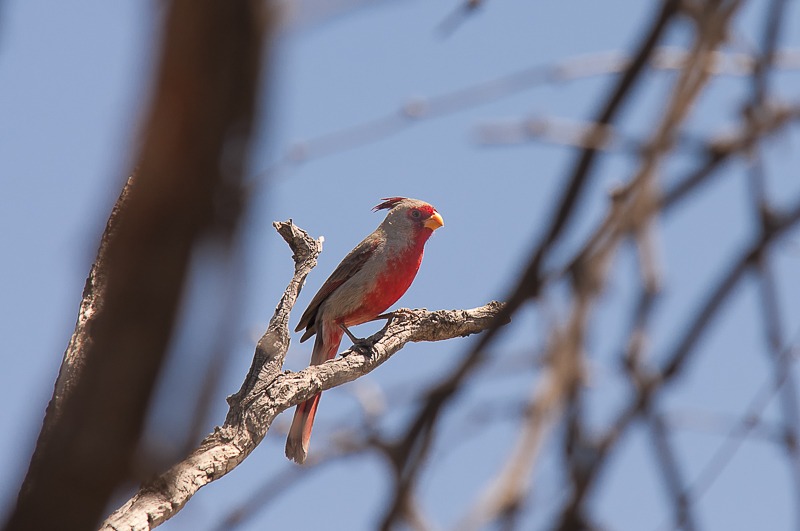 Pyrrhuloxia