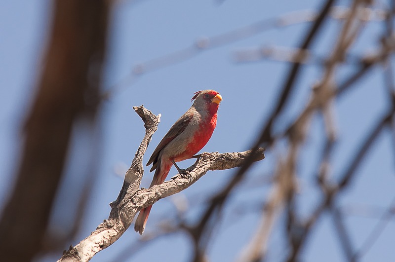 Pyrrhuloxia