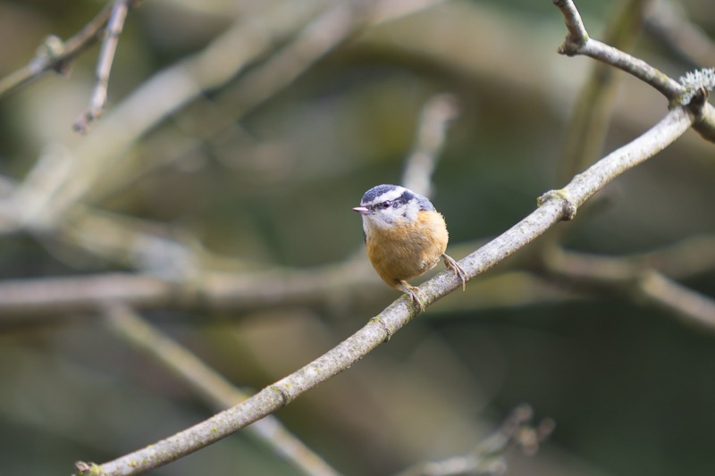 Red-breasted Nuthatch