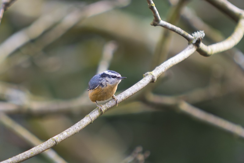 Red-breasted Nuthatch