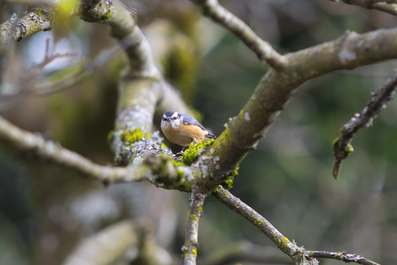 Red-breasted Nuthatch
