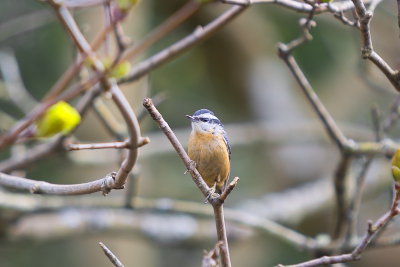 Red-breasted Nuthatch