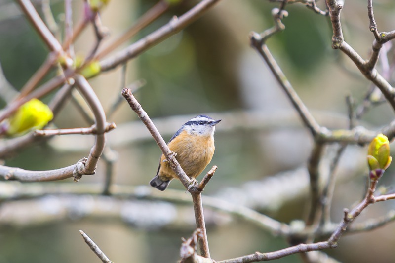 Red-breasted Nuthatch