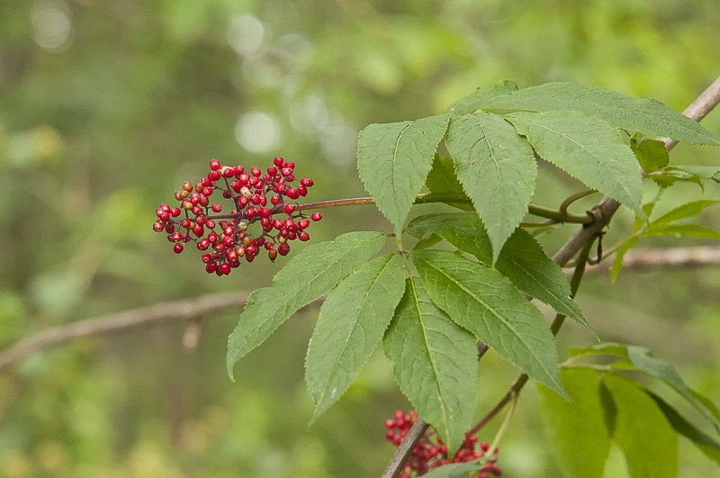 Red Elderberry
