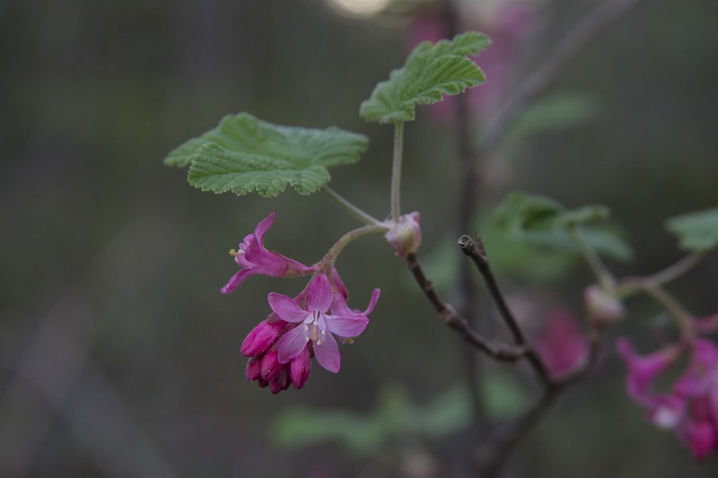 Red-Flowering Currant