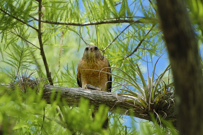 Red-Shouldered Hawk
