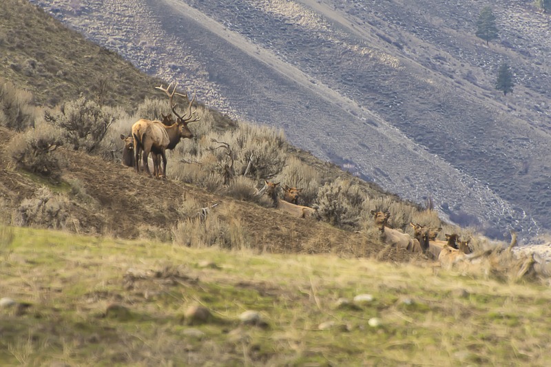 Rocky Mountain Elk - Bull and Harem
