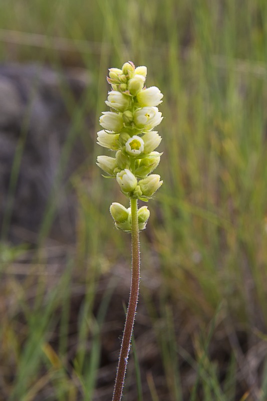 Roundleaf Alumroot
