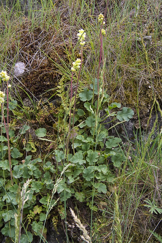 Roundleaf Alumroot