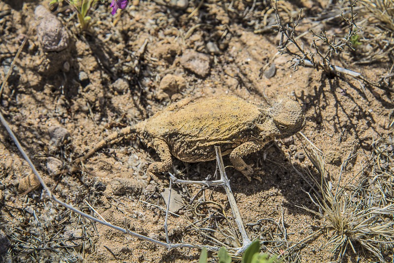 Round-tail Horned Lizard