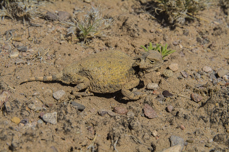 Round-tail Horned Lizard