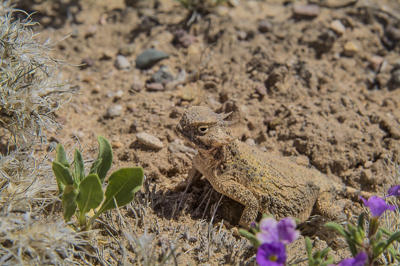 Round-tail Horned Lizard