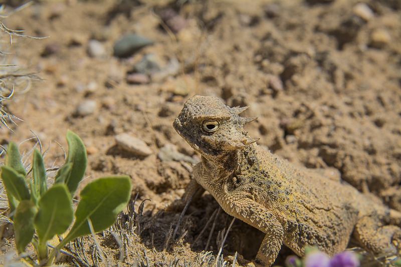 Round-tail Horned Lizard