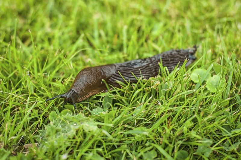 Rufous Garden Slug
