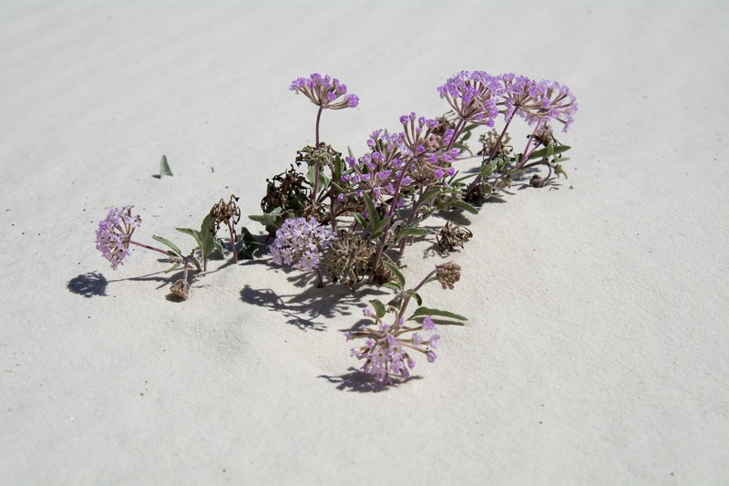 Sand Verbena