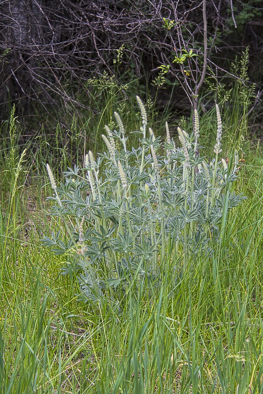 Silky Lupine