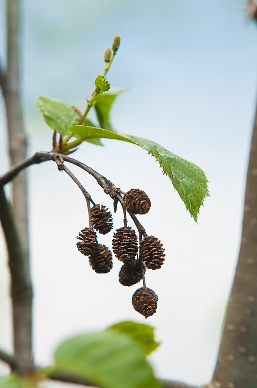 Sitka Alder