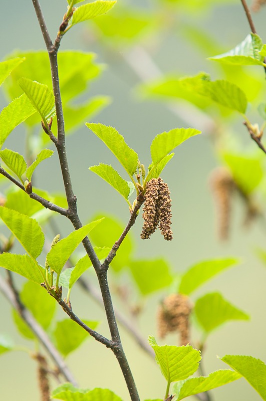 Sitka Alder