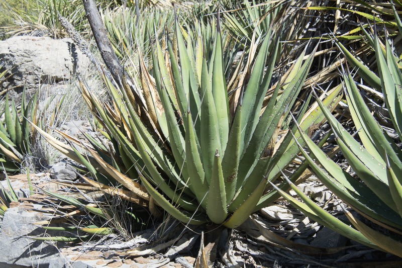 Slimfoot Century Plant