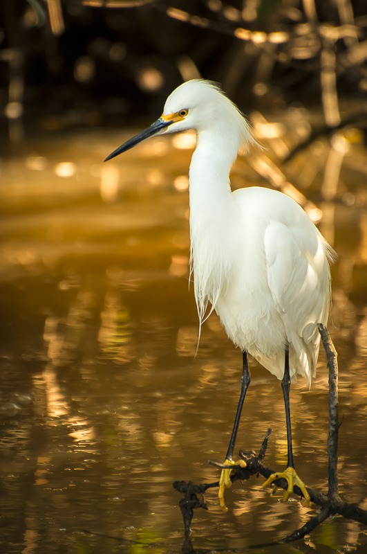 Snowy Egret