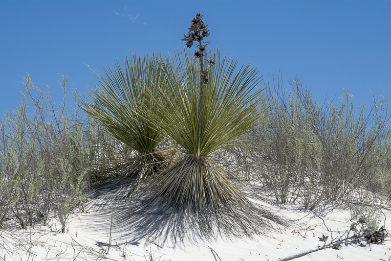 Soaptree Yucca
