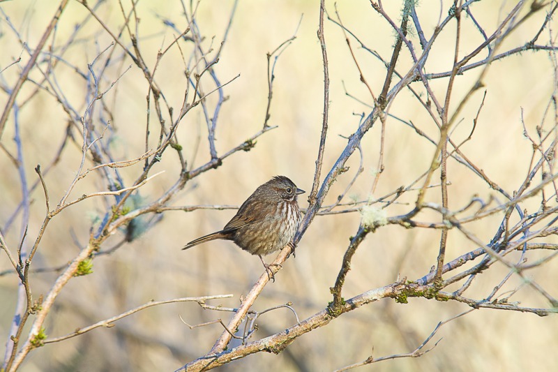 Song Sparrow