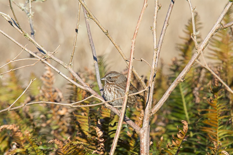 Song Sparrow