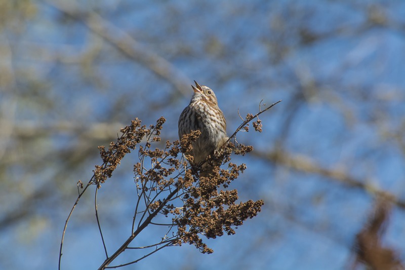 song sparrow