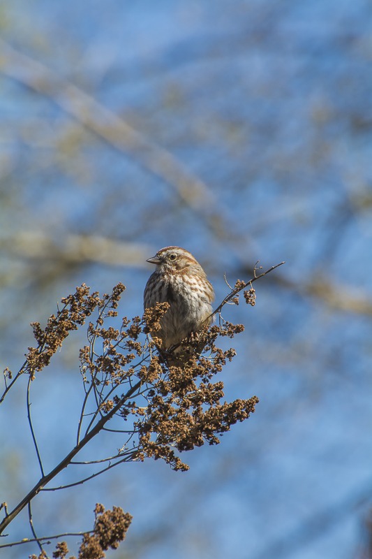 song sparrow