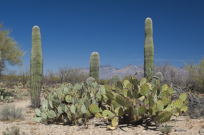 Sonoran Desert