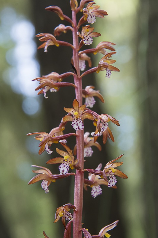 Spotted Coralroot