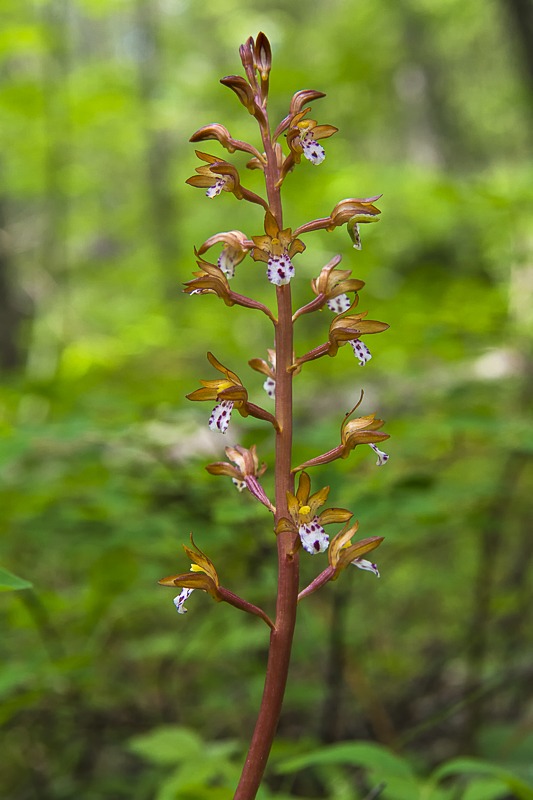 Spotted Coralroot