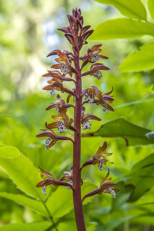 Spotted Coralroot