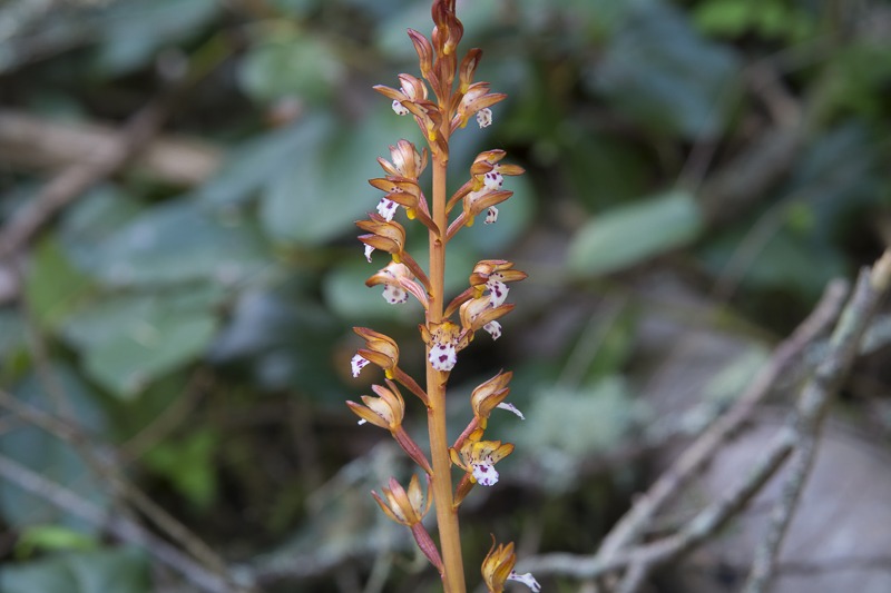 Spotted Coralroot (Corallorhiza maculata var. maculata)