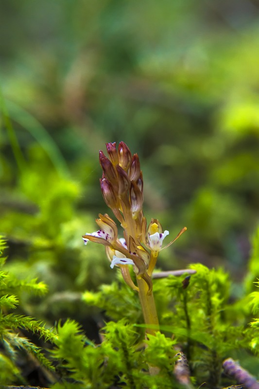 Spotted Coralroot (Corallorhiza maculata var. maculata)