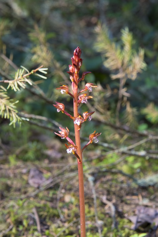 Spotted Coralroot (Corallorhiza maculata var. maculata)