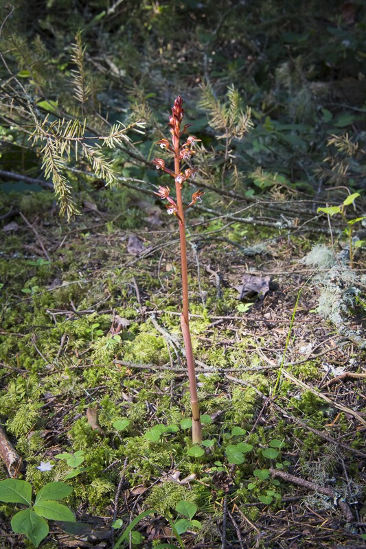 Spotted Coralroot (Corallorhiza maculata var. maculata)