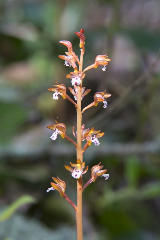 Spotted Coralroot (Corallorhiza maculata var. maculata)