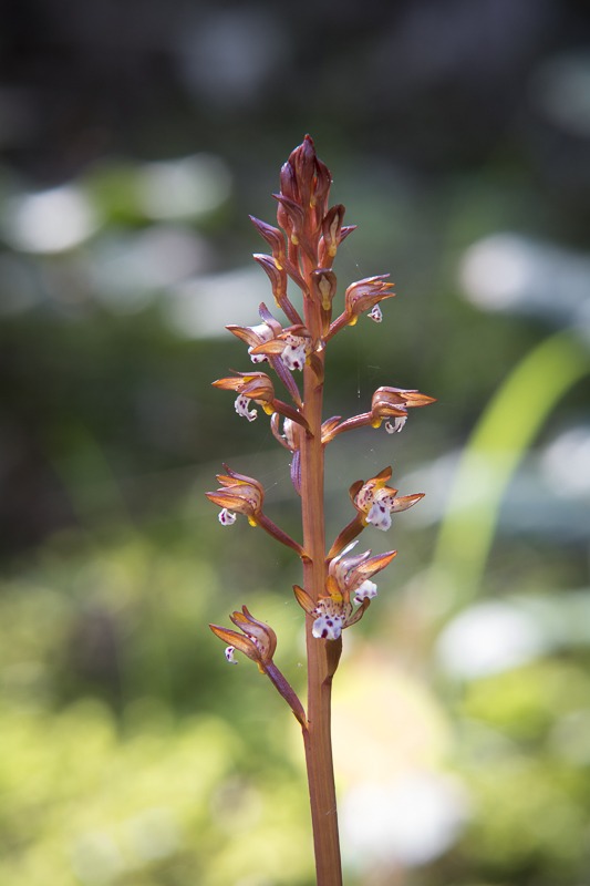 Spotted Coralroot (Corallorhiza maculata var. maculata)