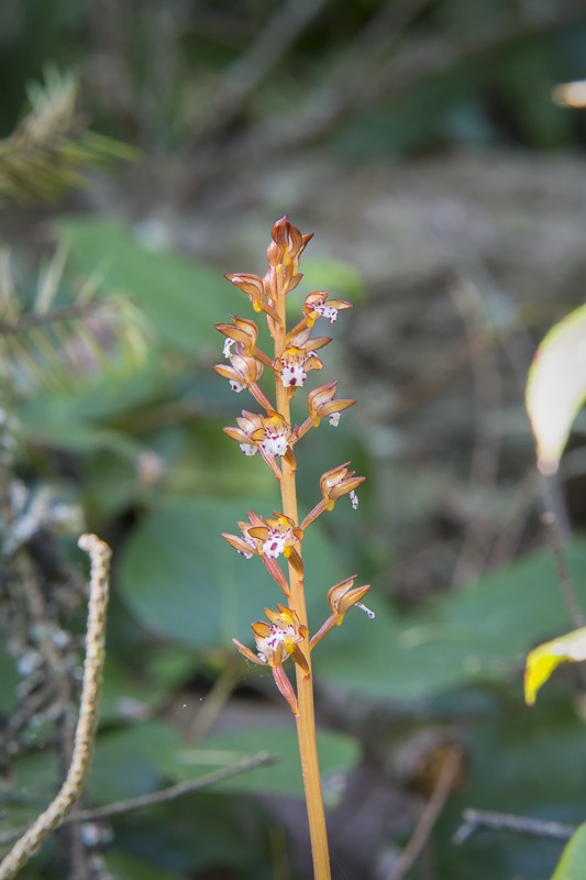 Spotted Coralroot (Corallorhiza maculata var. maculata)