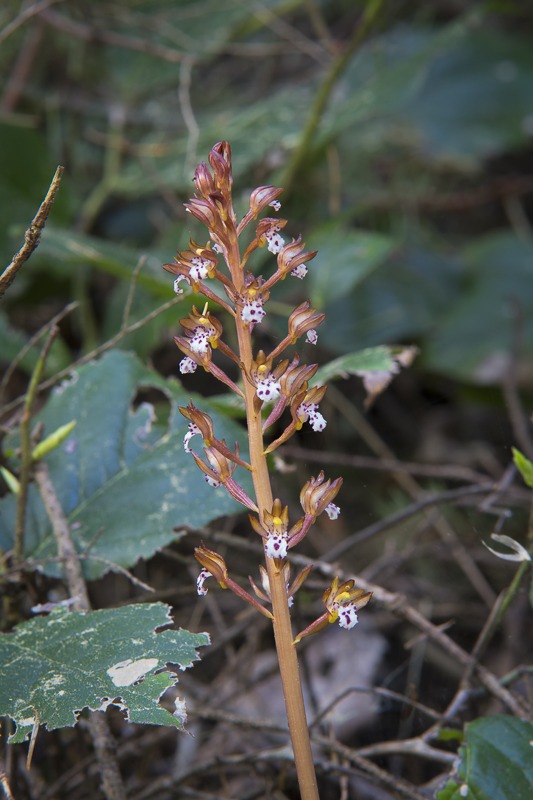 Spotted Coralroot (Corallorhiza maculata var. maculata)