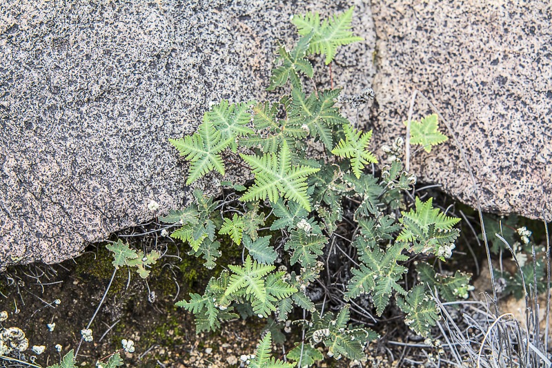 Star Cloak Fern