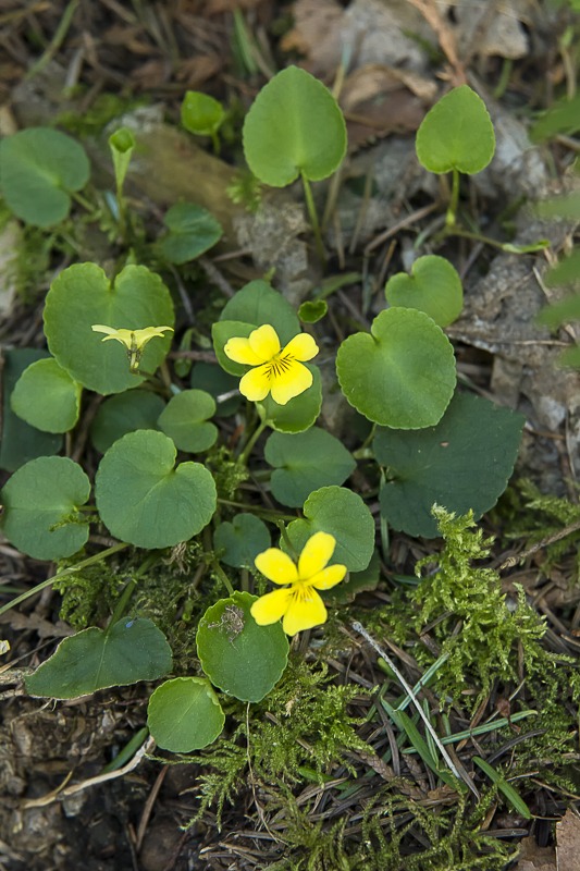 Stream Violets