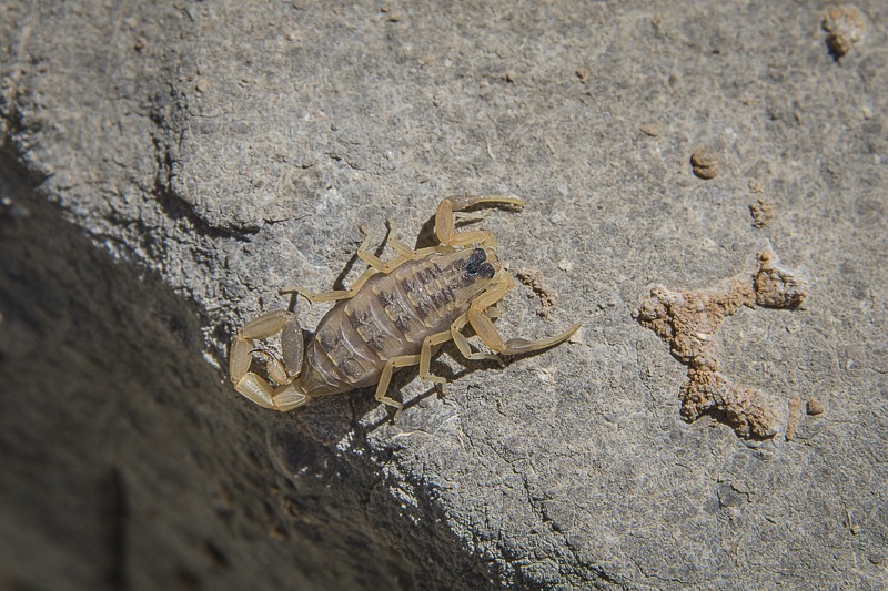 Striped Bark Scorpion