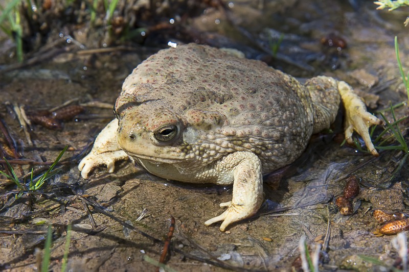 Texas Toad